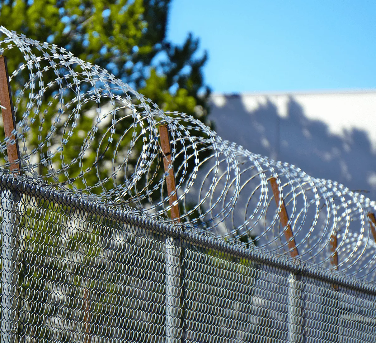 Steel chain-link fence topped with coiled razor wire against a bright blue sky with green trees in the background.