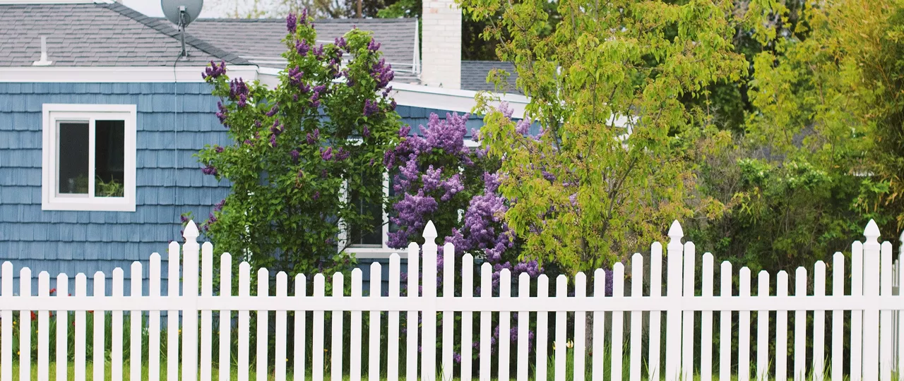 A white picket fence in front of a blue shingled house with blooming purple lilac trees on a spring day.